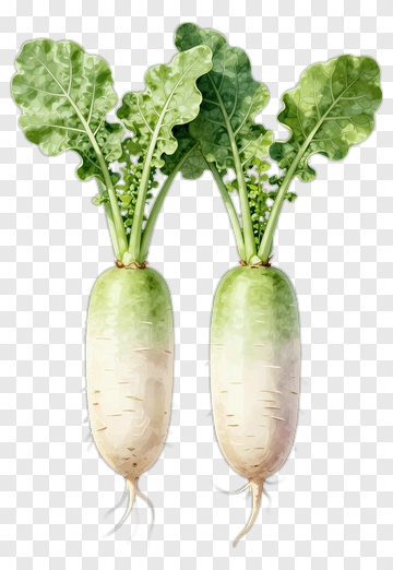 Fresh Radishes With Green Leaves PNG