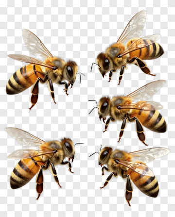 Collection Of Honey Bees PNG