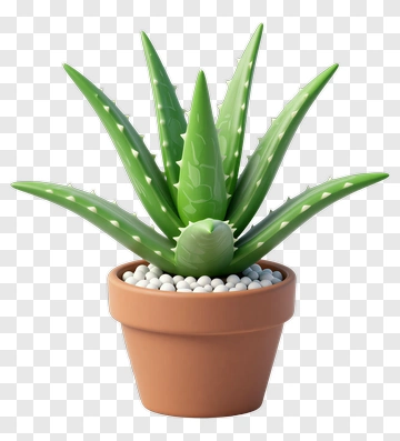 Aloe Vera Plant In A Pot PNG