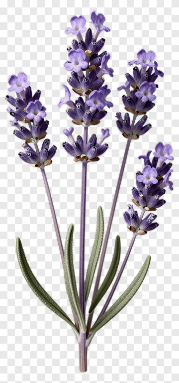 Lavender Flower Bouquet PNG