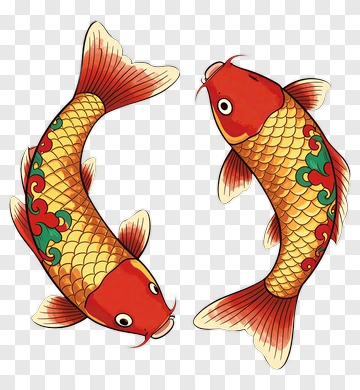 Colorful Koi Fish Swimming Together PNG