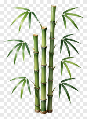 Bamboo Plant PNG