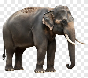 Elephant Standing PNG