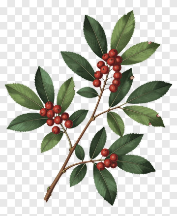 Red Berry Branch With Green Leaves PNG