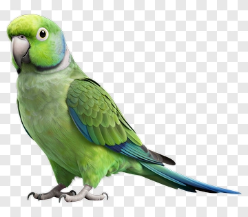 Colorful Parrot PNG