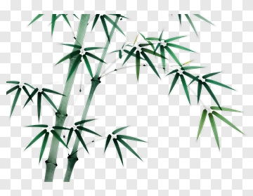 Bamboo Plant With Green Leaves PNG