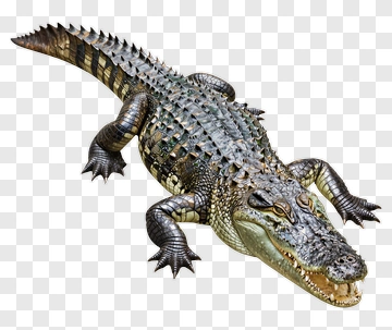 Realistic Crocodile On A Transparent Background PNG