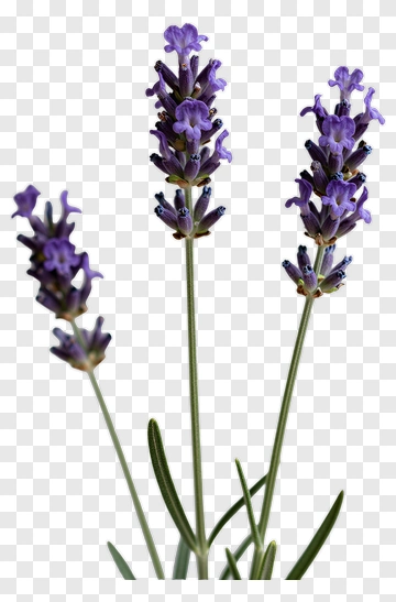 Lavender Flower Stems PNG