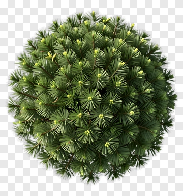 Green Pine Tree PNG