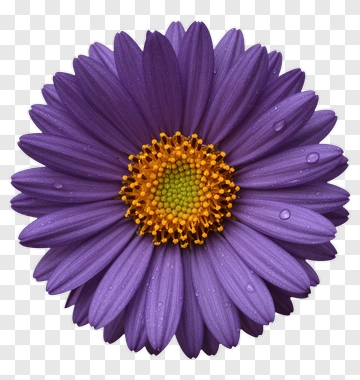 Purple Flower With Yellow Center PNG