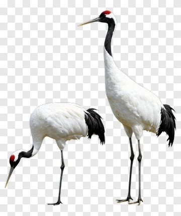 Japanese Cranes Standing Together PNG