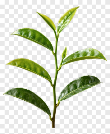 Green Tea Leaf Branch PNG