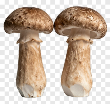 Brown Mushroom PNG