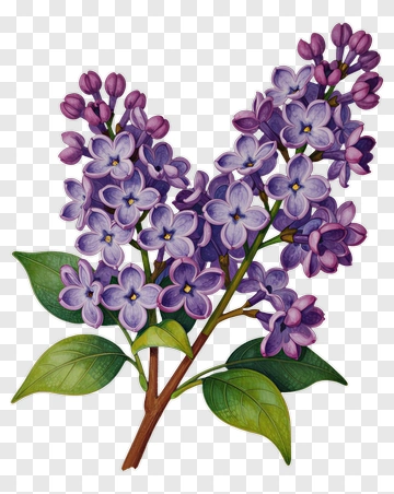 Lilac Flower Bouquet PNG