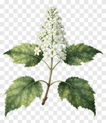 White Flowering Plant With Green Leaves PNG