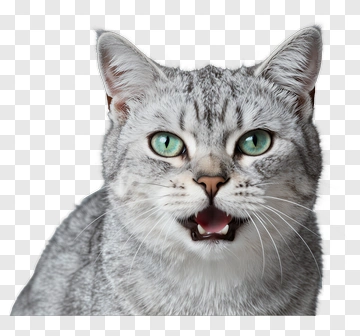Silver Cat With Green Eyes PNG