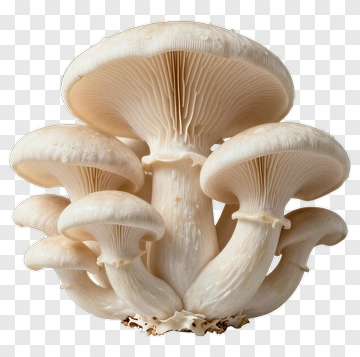 Oyster Mushrooms Cluster PNG