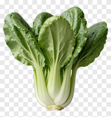 Fresh Bok Choy With Green Leaves PNG