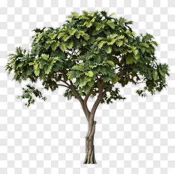 Realistic Green Tree PNG
