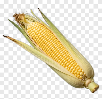 Fresh Corn On The Cob PNG