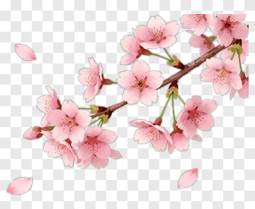 Cherry Blossom Branch With Petals PNG