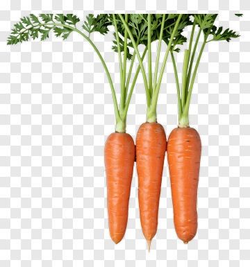 Fresh Carrots With Green Tops PNG