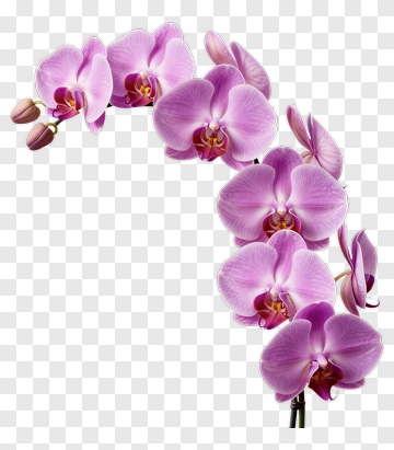 Purple Orchid Flower Arrangement PNG