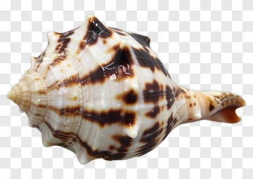 Spiral Sea Shell PNG