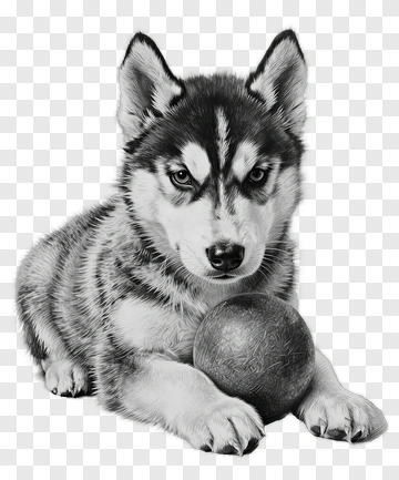 Siberian Husky Puppy With A Ball PNG