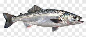 Realistic Fish Side View PNG