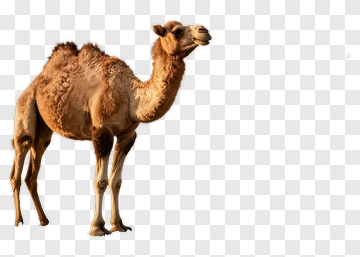 Camel Standing In Profile PNG