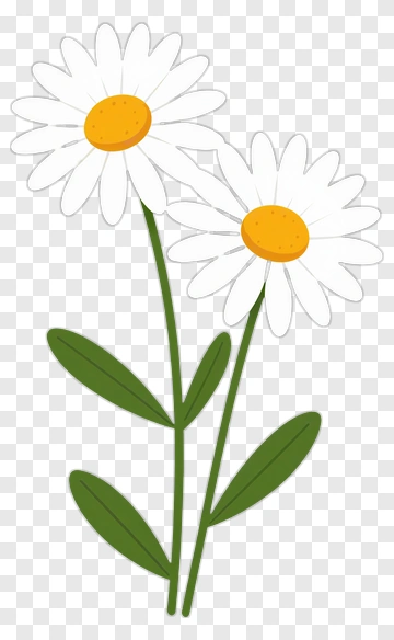 Daisy Flowers PNG