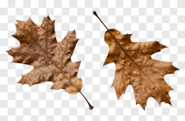 Brown Oak Leaves PNG