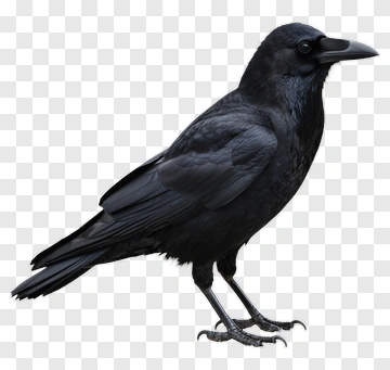 Realistic Black Raven PNG