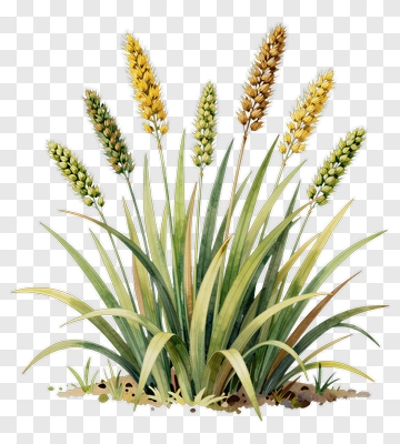 Wheat Grass With Golden Ears PNG
