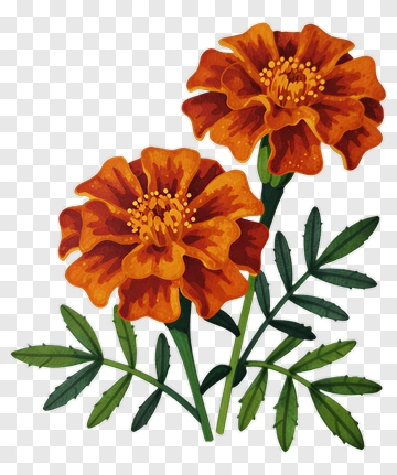 Orange Marigold Flowers PNG
