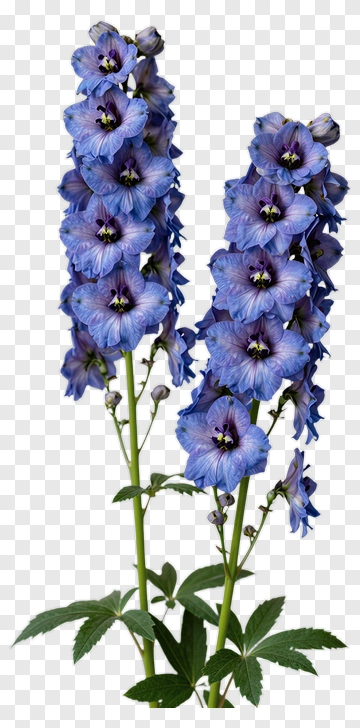 Blue Delphinium Flower PNG