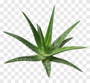Aloe Vera Plant PNG