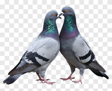 Pair Of Pigeons Facing Each Other PNG