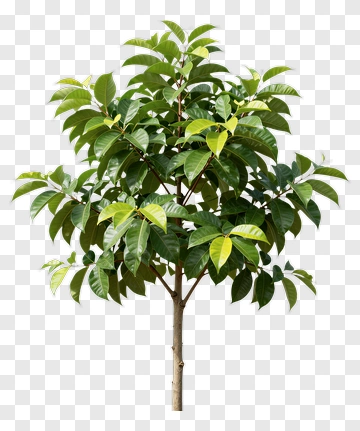 Tree With Green Leaves PNG