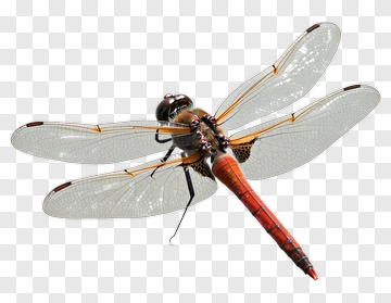 Realistic Dragonfly With Transparent Wings PNG