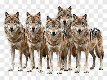 Pack Of Wolves PNG
