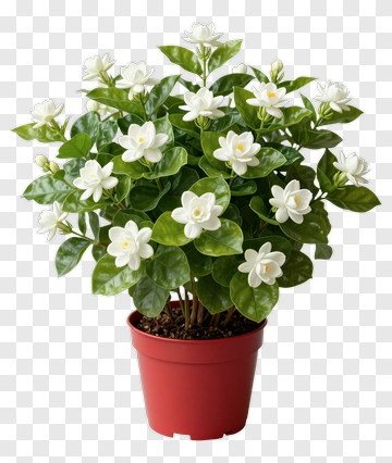 Flowering Potted Plant PNG