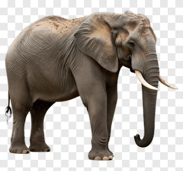 Elephant Standing PNG