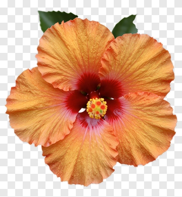 Orange Hibiscus Flower PNG