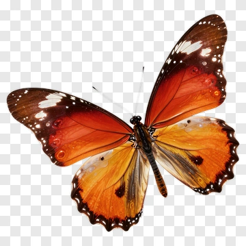 Orange Butterfly With White Spots PNG