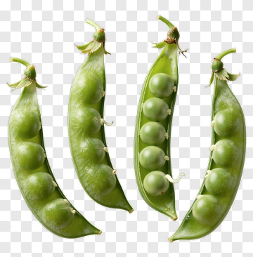 Green Pea Pods With Fresh Peas PNG