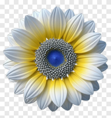 Colorful Flower With Blue Center PNG