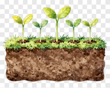 Growing Plants In Soil PNG