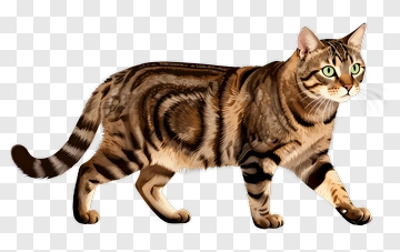 Tabby Cat Walking PNG